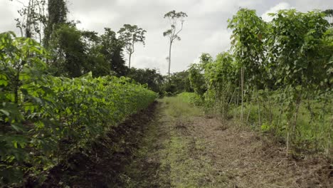Cassava-plants-crop-growing-in-South-America,-low-ground-level-view