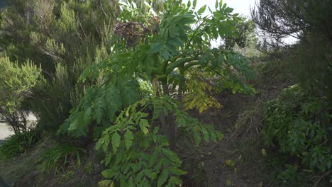 Madeira-Giant-Black-Parsley,-Melanoselinum-decipiens-plant-in-São-Vicente,-Madeira-island,-Portugal