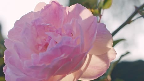 Zeitlupenaufnahme-Einer-Von-Hinten-Beleuchteten-Rosenblüte