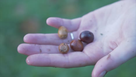 Female-teenage-hand-holding-Horse-Chestnut-and-Acorn-tree-seeds