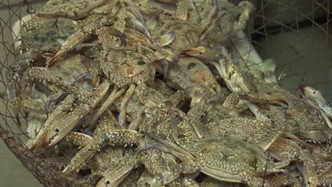Zooming-out-shot-of-crabs-displayed-for-sale-at-the-Central-Fish-Market-in-Manama,-Bahrain