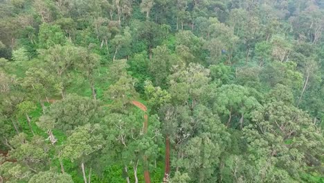 Luftaufnahme-Von-Kardamomanbau,-Asiatischer-Regenwald,-Bäume,-Wachsend,-Indien,-Draufsicht