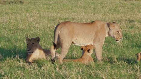 Löwinnen-Und-Jungen-Auf-Einem-üppigen-Grünen-Feld-In-Savuti,-Botswana-An-Einem-Heißen,-Sonnigen-Tag-–-Nahaufnahme