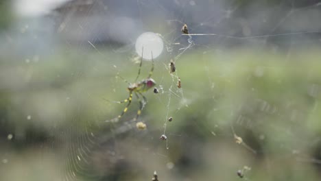 Joro-Spider,-Japanese-Golden-Orb-Weaver,-Rack-Focus-Shot