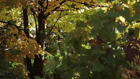 Strahlendes-Sonnenlicht,-Das-Durch-Die-Wunderschönen-Herbstblätter-In-Gatineau,-Quebec,-Strömt