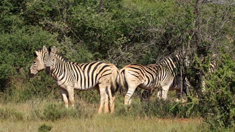 Plains-zebras-in-natural-habitat,-Mokala-National-Park,-South-Africa