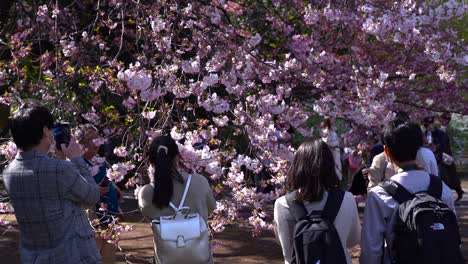 Menschen,-Die-An-Einem-Sonnigen-Tag-Am-Shinjuku-Gyoen-In-Tokio,-Japan,-Entlanggehen-Und-Fotos-Vom-Sakura-Baum-Machen---Nahaufnahme