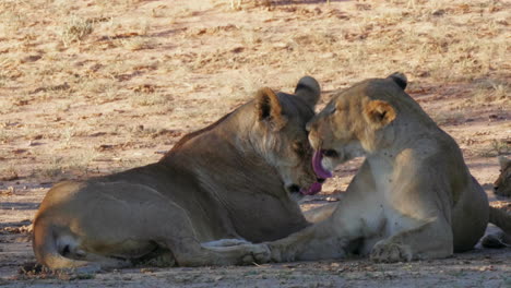Beautiful-Lionesses-Grooming-Each-Other-While-Lying-On-The-Ground-In-Kgalagadi,-Botswana