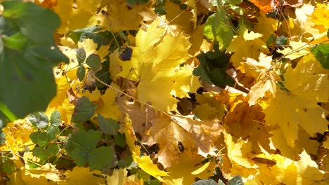 Langsame-Dolly-Rutsche-Mit-Farbenfrohen-Lichtblättern-Von-Bäumen-In-Der-Natur-Bei-Sonnenlicht-Im-Herbst