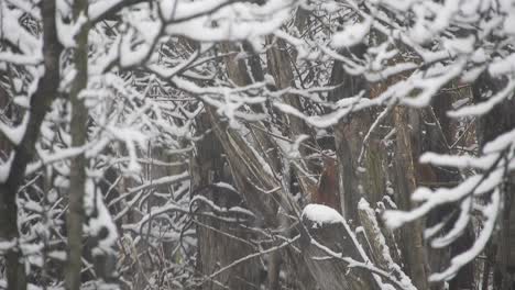 Snowing-over-tree-branches,-cold-weather