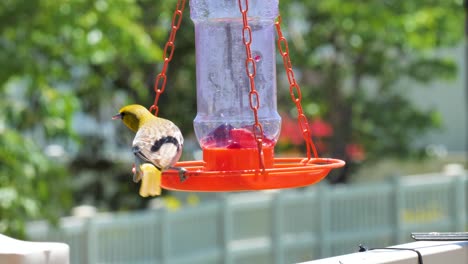 Male-Bullock's-oriole-eating-from-a-jelly-feeder