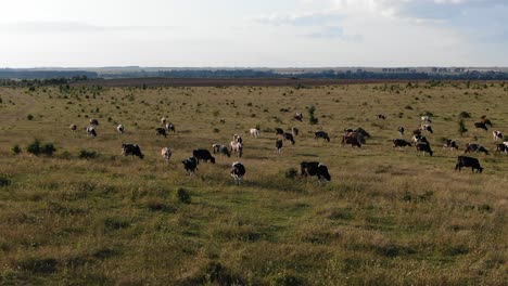 Luftaufnahmen-Von-Unterernährten-Kühen-Auf-Einem-Bauernhof-Bei-Sonnenuntergang