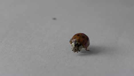 Injured-Coccinellidae-Attempting-To-Stand-Up