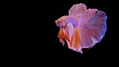 The-colorful-Siamese-Elephant-Ear-Fighting-Fish-Betta-Splendens,-also-known-as-Thai-Fighting-Fish-or-betta,-a-popular-aquarium-fish-in-super-slow-motion-on-isolated-black-background