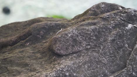 Group-Of-Small-Fijian-Copper-Headed-Skinks-Resting-On-The-Rocks-In-Fiji