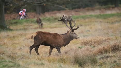 Red-deer-antler-stag-profile-acting-territorially-cyclists-in-the-background-slow-motion