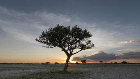 Silhouette-Eines-Baumes-In-Der-Kalahari-Wüste-Mit-Schönem-Sonnenuntergang-Im-Hintergrund-In-Südafrika