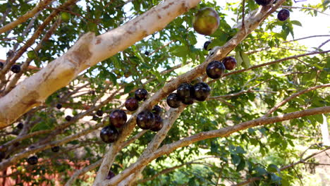 Ripe-and-green-jabuticaba-fruit-on-tree