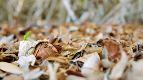 Beautiful-Hermit-Crab-Walking-O-The-Dead-Leaves