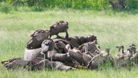 Buitres-De-Lomo-Blanco-Alimentándose-De-Un-Hipopótamo-Muerto-En-El-Campo-En-Botswana---Plano-Medio