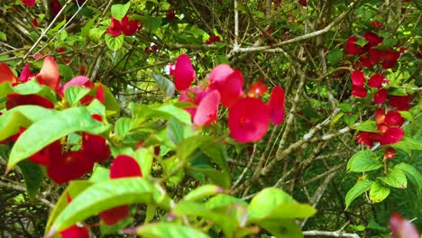 HD-Hawaii-Kauai-Zeitlupe-Boomt-Vorbei-An-Blättern-Und-Roten-Blumen-Im-Vordergrund-Zu-Vielen-Roten-Blumen-Auf-Büschen