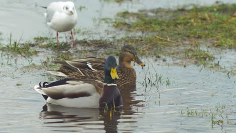 Mallard-ducks-looking-for-food-in-shallow-coastal-water-in-overcast-day,-close-up-shot