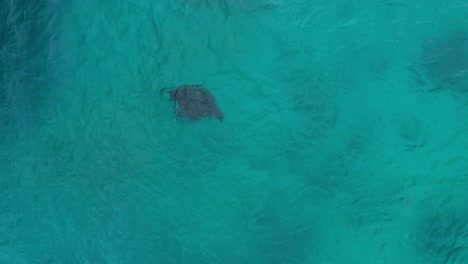 Single-majestic-black-manta-ray-barrel-rolling-in-blue-sea,-feeding-behavior