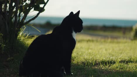 Cute-domestic-cat-relaxing-in-shadow-in-garden