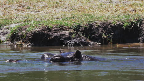 Hippopotamus-Submerging-Itself-In-The-Cold-Lake-Water-At-The-Game-Reserve-In-Botswana-On-A-Sunny-Day---Closeup-Shot