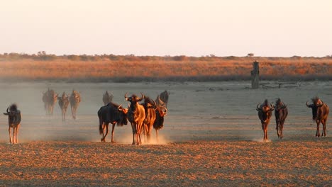 Cautious-confusion-of-Wildebeest-walk-in-dust-with-angled-golden-light