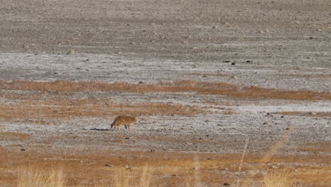 Coyote-on-the-salt-flats-on-Antelope-Island-in-Utah-searching-for-prey