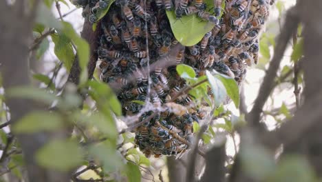 Close-Shot-of-a-Bee-Colony-Swarming-Over-the-Bottom-of-a-Honeycomb-Structure-Through-the-Branches