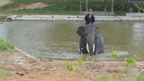 Elefante-De-Sumatra-Durante-La-Hora-Del-Baño,-Emerge-Del-Agua-Hacia-La-Cámara-Con-Mahout-Entrenador
