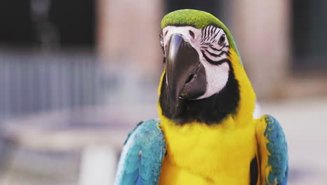 Close-Up-Of-Adorable-Blue-and-gold-Macaw-Looking-And-Posing-At-The-Camera