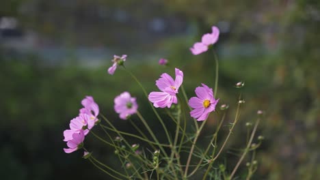 Cosmos-Flowers-with-Blurred-Background,-Slow-Motion-Shot