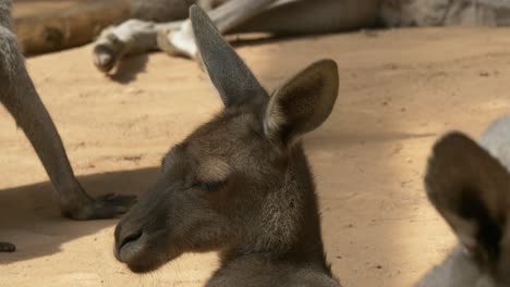 Wild-Kangaroo-resting-and-relaxing-during-sunny-day-in-zoo