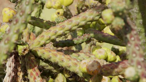 Close-up-shot-trucking-left-of-cactus-in-Arizona-desert