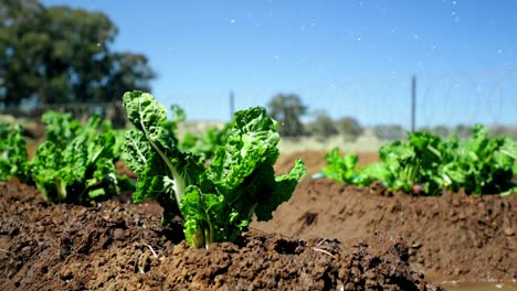 pan-shot-of-spinach-plants-getting-watered