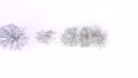 Dolly-shot-of-snow-covered-bare-trees-in-a-straight-row-at-a-white-winter-field,-filmed-by-a-drone-as-top-shot