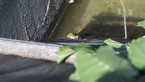 closeup-of-bright-green-amphibian-frog-moving-its-throat