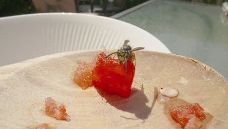Nahaufnahme-Einer-Wespe,-Die-Ein-Stück-Wassermelone-Frisst