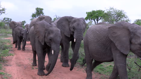 Large-herd-of-elephants-walking-down-dirt-road,-passing-by-camera
