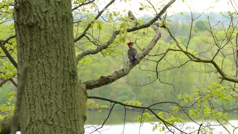 Lone-pileated-woodpecker-stretching-neck-looking-around-before-flying-away