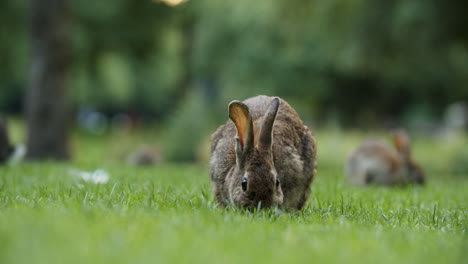 Wild-Rabbits-Sitting-And-Eating-Grass-On-The-Botteskerkpark,-Amsterdam,-Netherlands