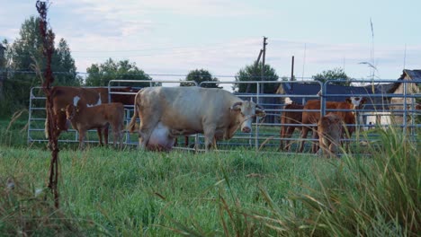 Braune-Kühe-Und-Junge-Kälber-In-Einem-Bauernhofgehege-Am-Frühen-Sommermorgen