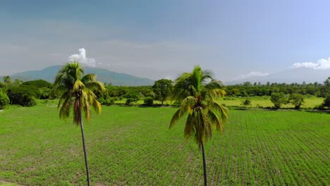 Slow-aerial-rotating-shot-of-two-palm-trees-in-the-middle-of-a-farm-in-Colima,-Mexico-at-midday