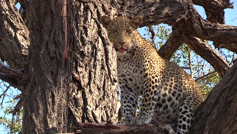 A-leopard-sits-in-a-tree,-panting-heavily-under-the-hot-African-sun