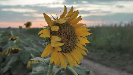 Slomo-handheld-parallax-around-sunflower-blowing-in-sunset