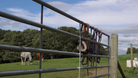 Horse-tack-hanging-on-metal-gate-with-horses-in-background-wide-tilting-shot