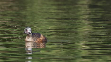 Close-view-of-lone-white-tufted-grebe-swimming-and-dipping-beak